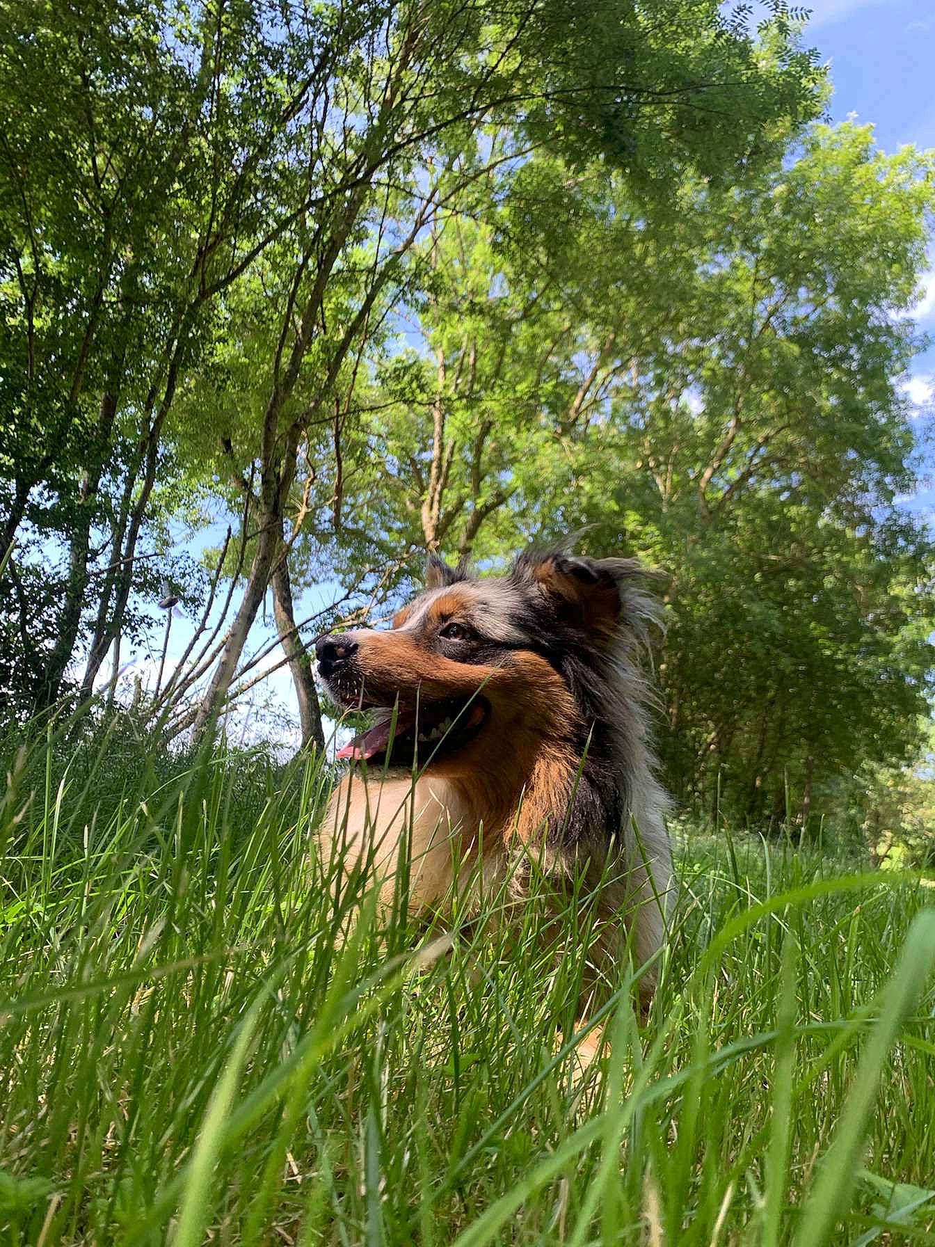 Scooby participe au concours pour gagner de l'argent avec cette photo : animal, canine, dog, field, grass, grassland, green, grove, herbal, jungle, land, nature, outdoors, park, pet, plant, puppy, tree, vegetation, woodland