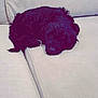 dog, black_dog, sleeping, couch, indoor, pet, fur, resting, cozy, animal, canine, furniture, relaxing, domestic_animal, living_room, cute, companion, quiet, home, nap