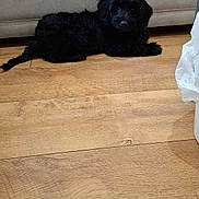 Hugo Hibbert is registered to the contest to win money with this photo: puppy, dog, black_fur, indoor, wooden_floor, couch, pet, cute, animal, laying_down, floor, fur, small_dog, domestic_animal, companion, young_dog, cozy, home, curious, relaxed