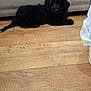 puppy, dog, black_fur, indoor, wooden_floor, couch, pet, cute, animal, laying_down, floor, fur, small_dog, domestic_animal, companion, young_dog, cozy, home, curious, relaxed