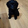 puppy, dog, black_fur, floor, wooden_floor, pet, animal, indoor, cute, small, sitting, curious, adorable, shadow, fur, looking_up, domestic, young, companion, friendly