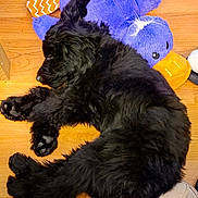 Hugo Hibbert is registered to the contest to win money with this photo: adorable, animal, black_fur, companion, cozy, cute, dog, fur, indoor, nap, pet, plush_toy, puppy, purple_duck, resting, sleep, sleeping, soft, toy, wooden_floor