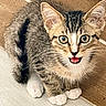 Paris is registered to the contest to win money with this photo: kitten, tabby, cat, wide_eyes, white_paws, fur, pet, animal, cute, mouth_open, indoor, wooden_floor, small, young, whiskers, ears, playful, curious, feline, close_up