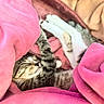 Paris joined the competition — help win amazing prizes! kitten, cat, sleeping, blanket, pink, soft, cozy, fur, paws, resting, cute, indoor, pet, animal, feline, relaxed, comfort, warm, closeup, snuggling
