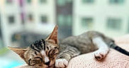 Paris joined the competition — help win amazing prizes! cat, tabby, sleeping, resting, pet, feline, cozy, blanket, pink, texture, indoor, closeup, relaxed, paw, whiskers, ears, urban, background, soft_focus, nap