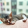 cat, tabby, sleeping, resting, pet, feline, cozy, blanket, pink, texture, indoor, closeup, relaxed, paw, whiskers, ears, urban, background, soft_focus, nap