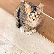 Paris joined the competition — help win amazing prizes! kitten, cat, tabby, animal, pet, floor, wooden_floor, fur, whiskers, ears, paws, curious, indoors, small, cute, young, feline, looking, sitting, domestic_animal