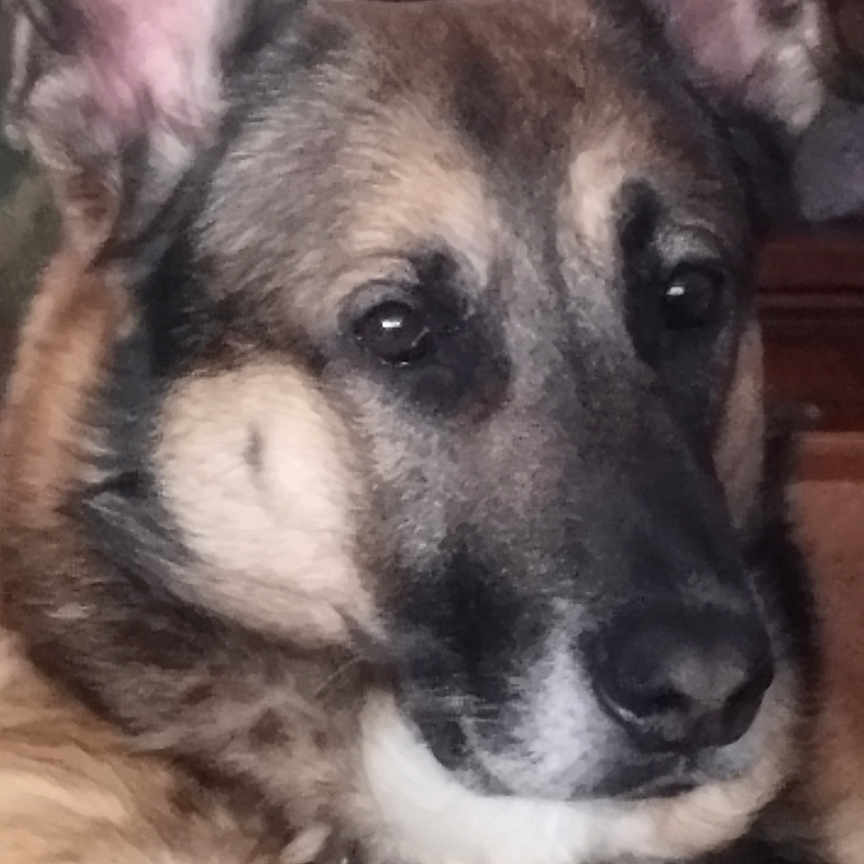 Oslo a rejoint le concours — aidez-le/la à gagner de superbes lots ! animal, canine, dog, germanshepherd, hound, husky, indoors, interiordesign, pet, policedog, puppy, snout