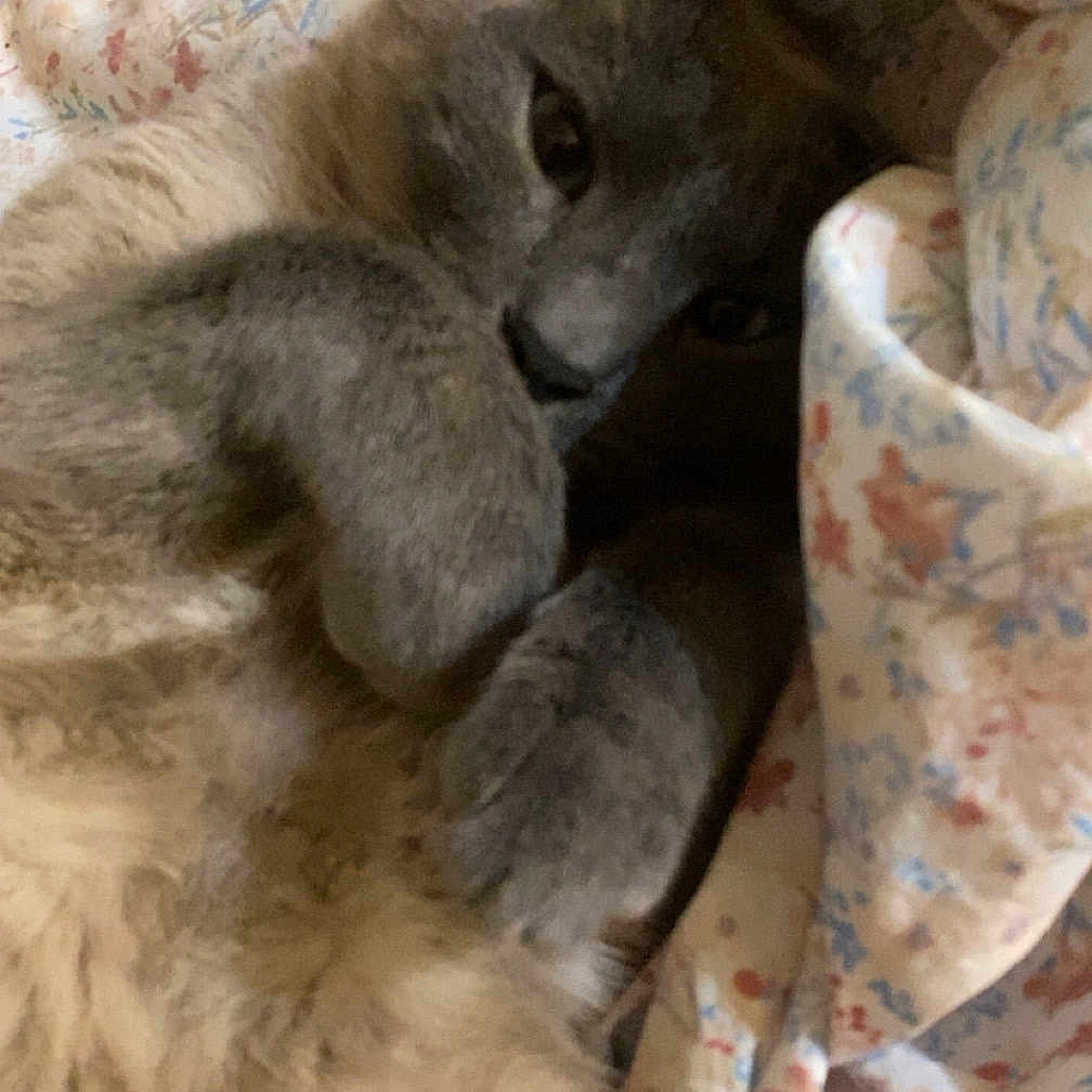 Oscar
