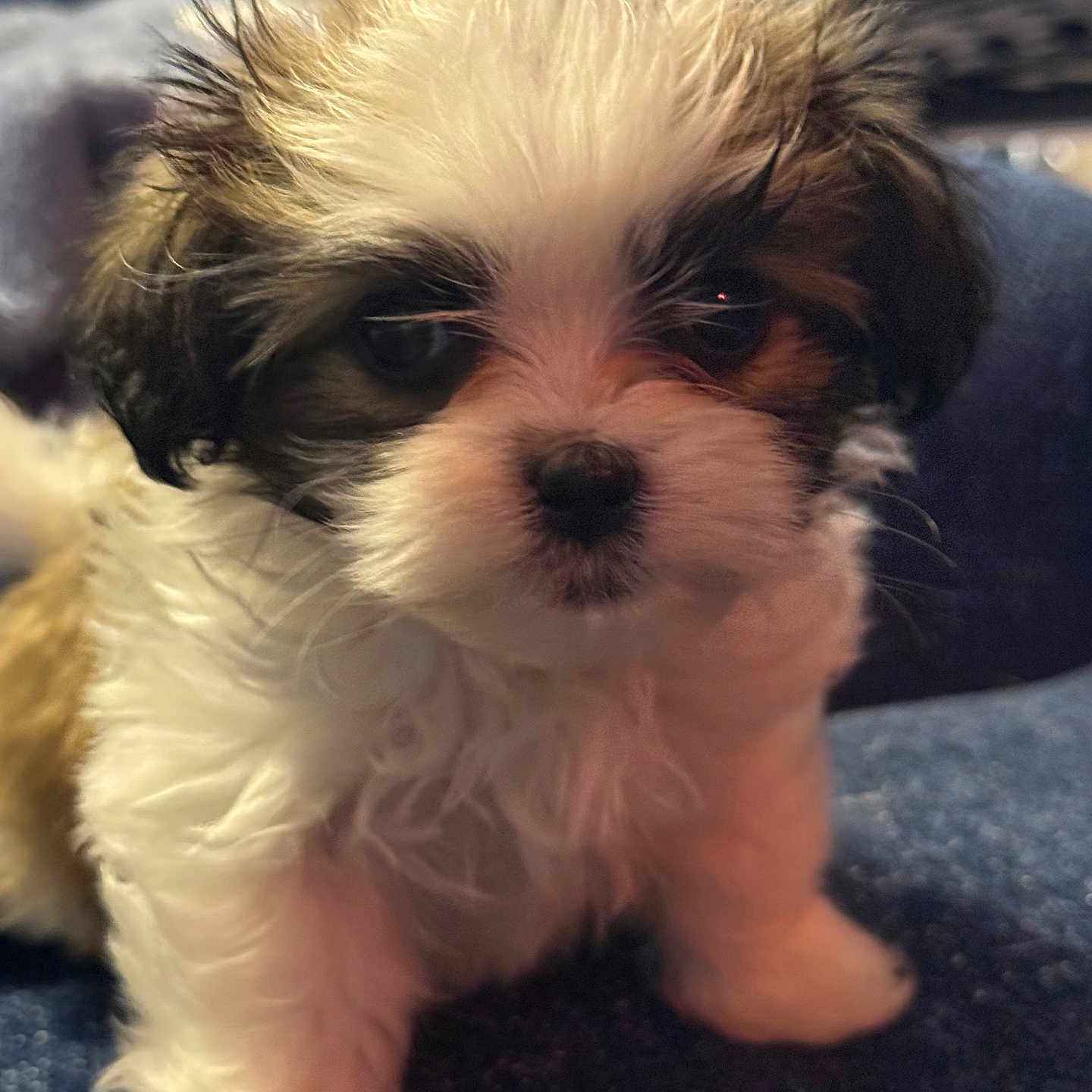 Lacy Lou joined the competition — help win amazing prizes! adorable, animal, blue_background, close_up, curious, cute, dog, domestic_animal, face, fluffy, fur, indoor, mammal, pet, portrait, puppy, small, soft, whiskers, young