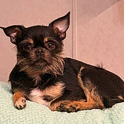 Ranger is registered to the contest to win money with this photo: dog, small_dog, black_dog, tan_markings, pet, animal, lying_down, blanket, indoor, cute, fur, ears, face, paw, resting, companion, canine, looking_at_camera, quiet, relaxed