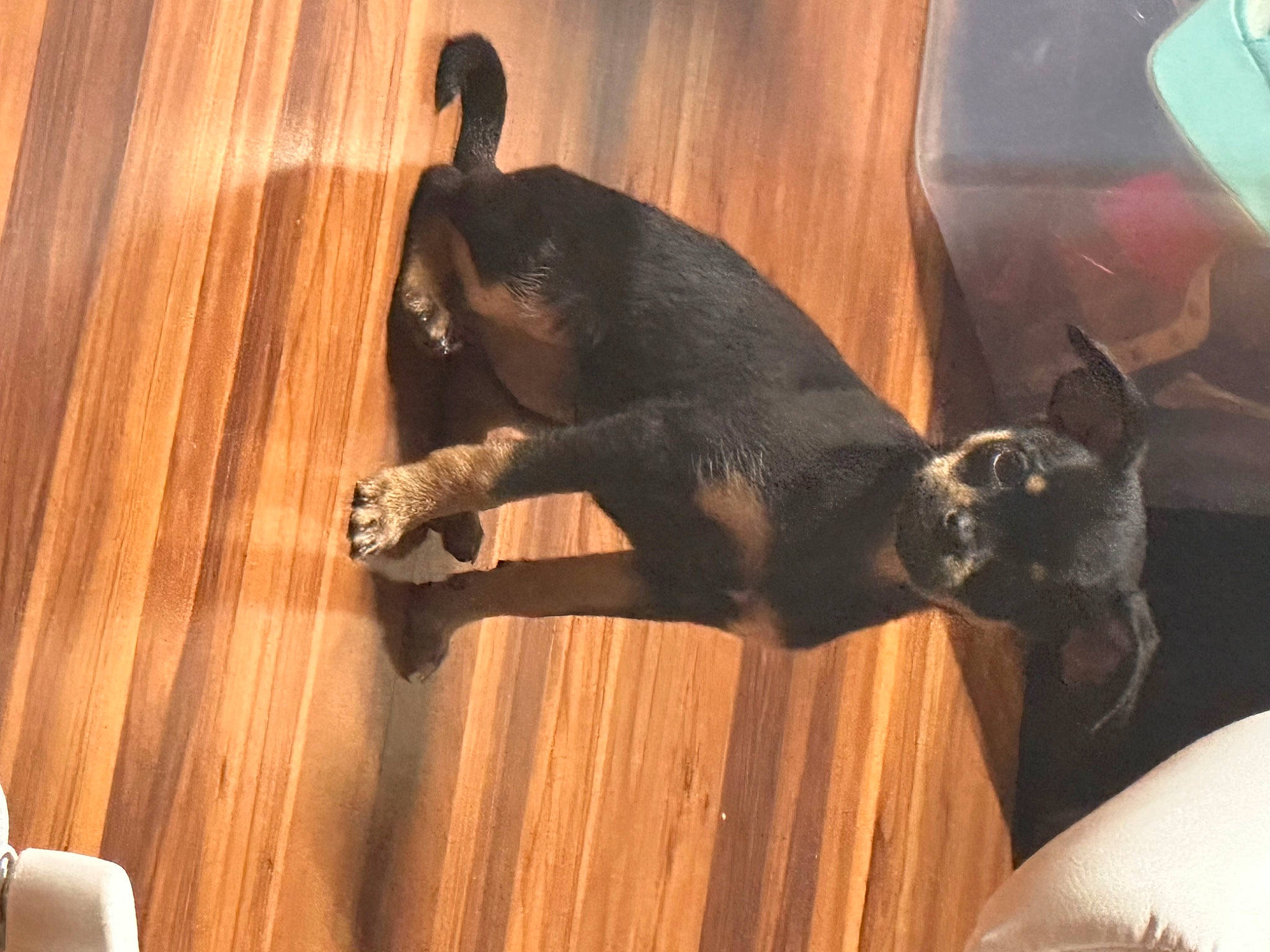 Harley joined the competition — help win amazing prizes! brown, canidae, carnivore, comfort, companion_dog, dog, dog_breed, fawn, flooring, guard_dog, hardwood, laminate_flooring, sporting_group, tail, terrestrial_animal, toy_dog, varnish, wood, wood_flooring, wood_stain