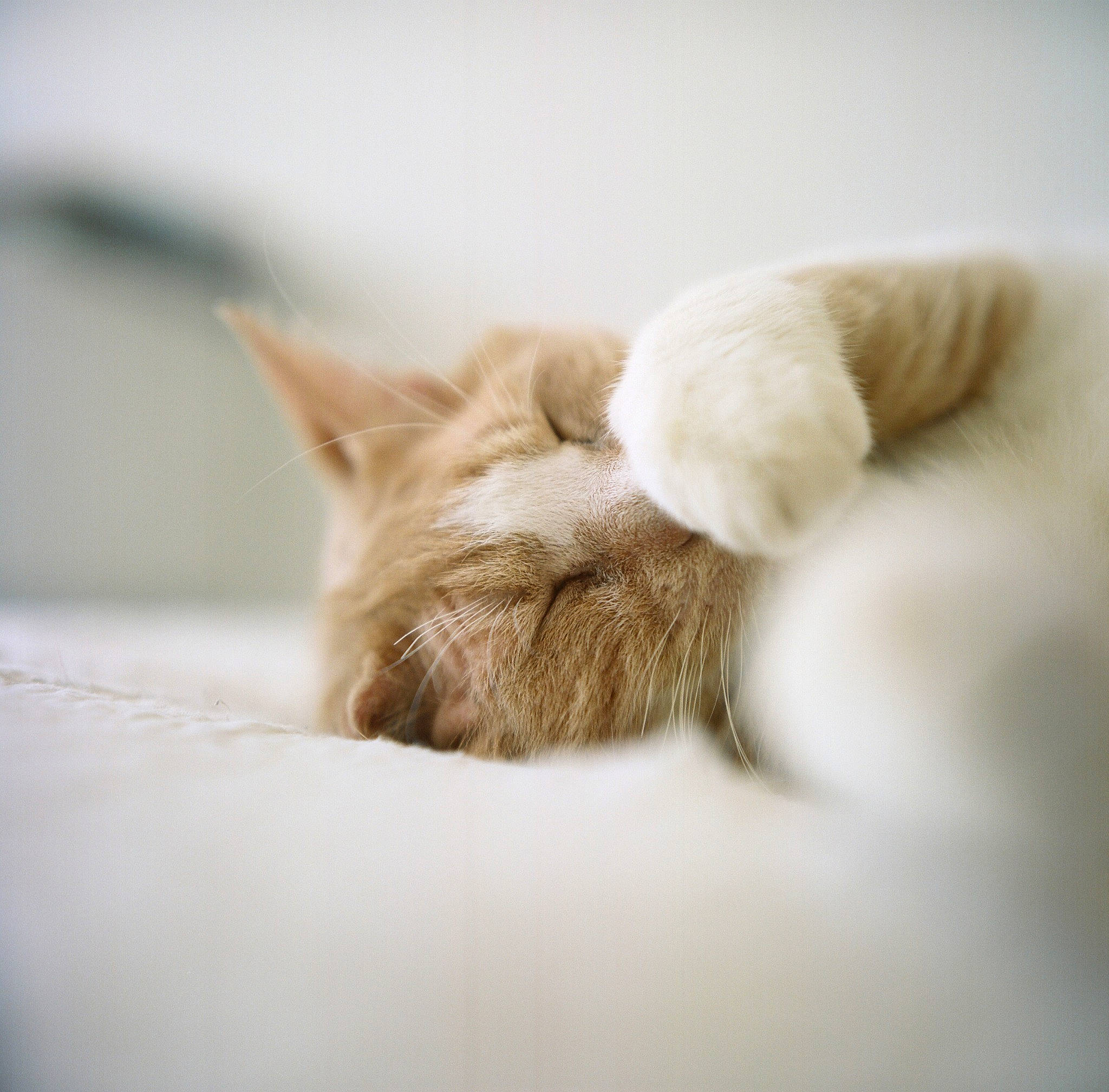 Mao participe au concours pour gagner de l'argent avec cette photo : canidae, carnivore, cat, comfort, ear, fawn, felidae, fur, nap, puppy, skin, sleep, small_to_medium_sized_cats, snout, whiskers