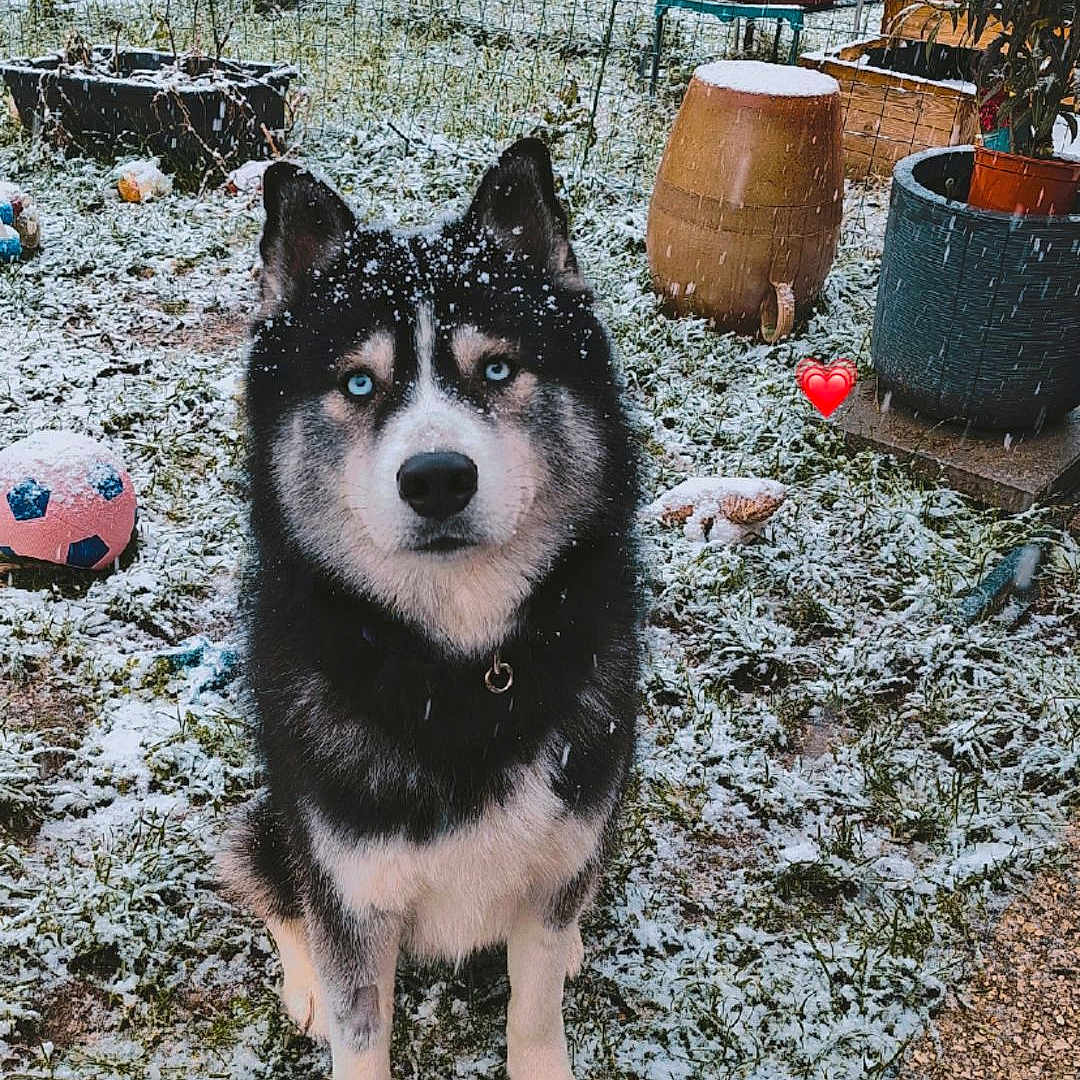 Ulysse a rejoint le concours — aidez-le/la à gagner de superbes lots ! animal, blue_eyes, cold, cute, dog, fence, fur, grass, heart_emoji, husky, nature, outdoor, pet, pets, plant_pots, sitting, snow, toy, winter, yard