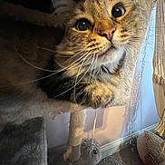 Willa Beans is registered to the contest to win money with this photo: cat, tabby, pet, indoor, cat_tree, whiskers, fur, playful, toy, curious, closeup, feline, perched, cozy, soft_lighting, shadow, carpet, home, animal, cute