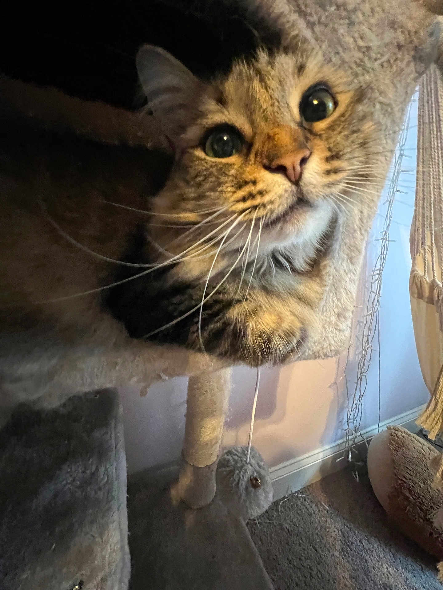 Willa Beans