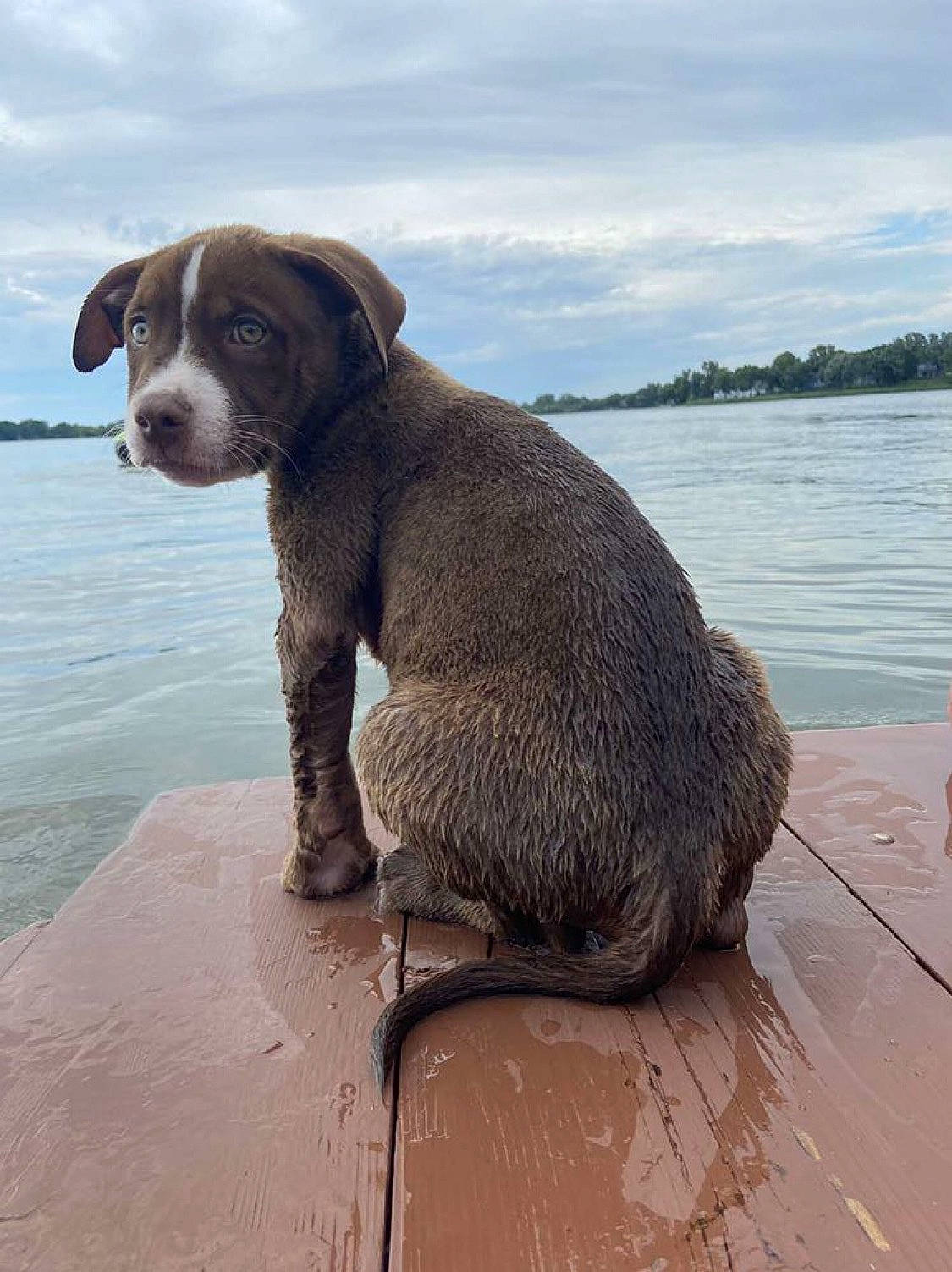 Chevy joined the competition — help win amazing prizes! beach, carnivore, cloud, collar, dog, dog_breed, fawn, fluid, gun_dog, lake, liquid, liver, sky, snout, sporting_group, tail, terrestrial_animal, water, wood, working_animal