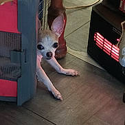 Lil It is registered to the contest to win money with this photo: dog, chihuahua, small_dog, pet, floor, wooden_floor, heater, crate, cautious, indoor, animal, paw, ear, snout, home, furniture_leg, warm_light, curious, resting, cozy