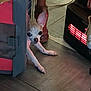 dog, chihuahua, small_dog, pet, floor, wooden_floor, heater, crate, cautious, indoor, animal, paw, ear, snout, home, furniture_leg, warm_light, curious, resting, cozy