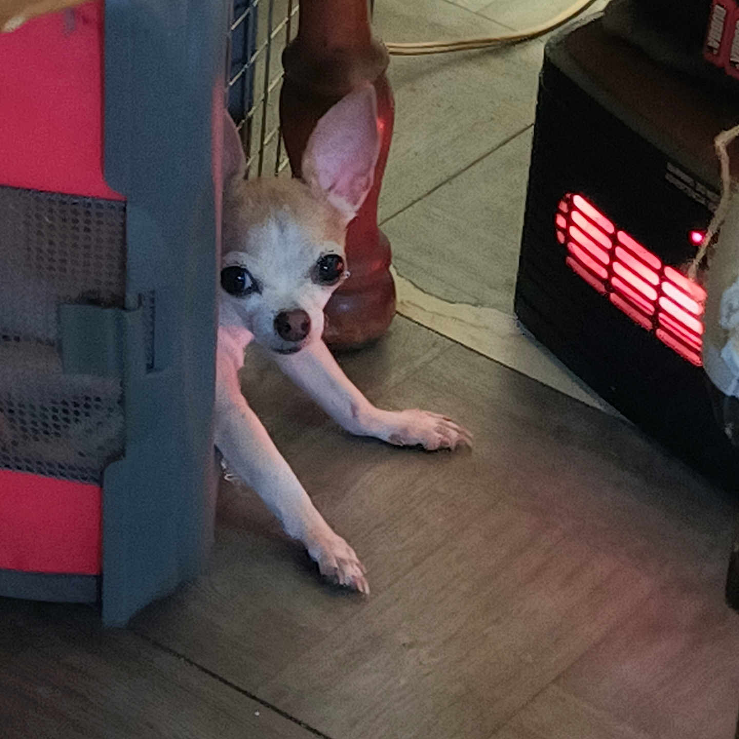 Lil It is registered to the contest to win money with this photo: animal, cautious, chihuahua, cozy, crate, curious, dog, ear, floor, furniture_leg, heater, home, indoor, paw, pet, resting, small_dog, snout, warm_light, wooden_floor