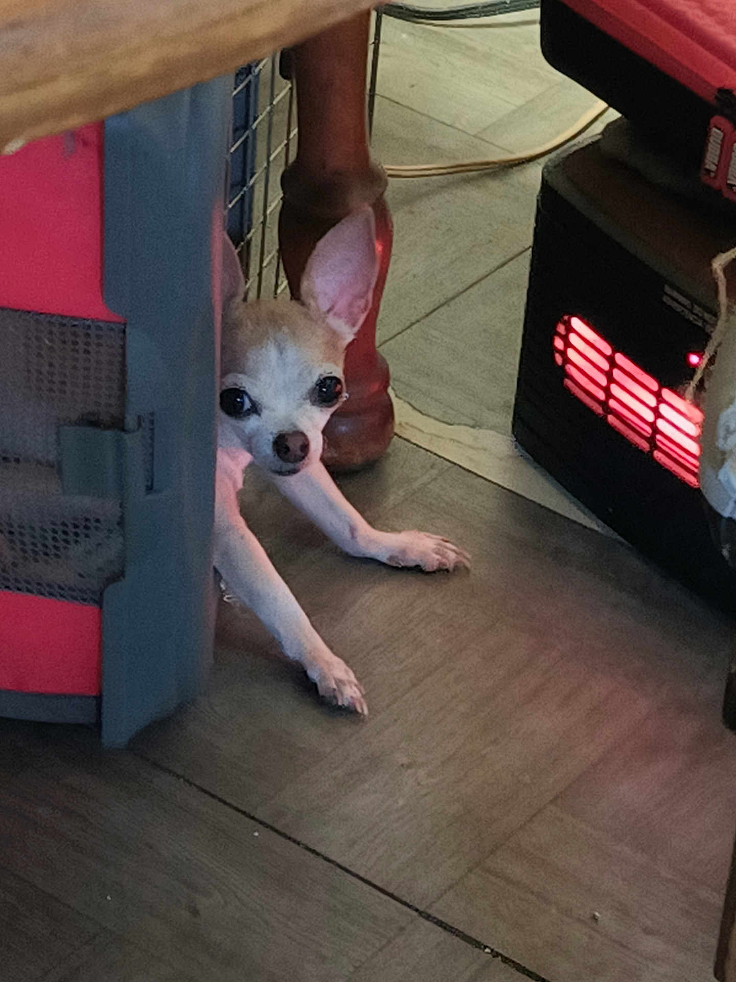 Lil It is registered to the contest to win money with this photo: dog, chihuahua, small_dog, pet, floor, wooden_floor, heater, crate, cautious, indoor, animal, paw, ear, snout, home, furniture_leg, warm_light, curious, resting, cozy
