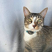 Hobbs joined the competition — help win amazing prizes! cat, tabby, window, collar, pet, animal, green_eyes, whiskers, curious, indoor, feline, looking, face, ears, domestic_cat, close_up, sitting, tag, young_cat, fur