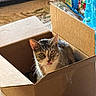 Hobbs joined the competition — help win amazing prizes! cat, tabby_cat, cardboard_box, indoor, sunlight, curious, tongue_out, carpet, grocery_bags, plastic_bottles, pet, animal, feline, cozy, home, domestic, playful, box, resting, cute