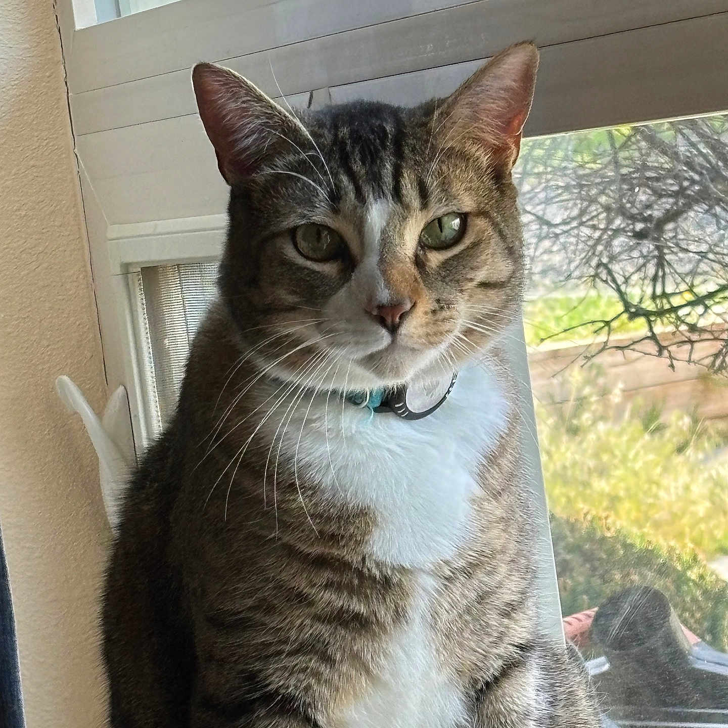 Hobbs is registered to the contest to win money with this photo: cat, tabby, pet, animal, indoor, window, whiskers, green_eyes, fur, portrait, sitting, domestic_cat, looking, nature_background, sunlight, houseplant, collar, feline, closeup, peaceful
