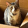 Hobbs is registered to the contest to win money with this photo: cat, tabby, cardboard_box, pet, animal, feline, indoor, sunlight, curious, green_eyes, whiskers, collar, cute, domestic_cat, portrait, sitting, fur, striped, box, relaxed