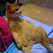 Frickfrack is registered to the contest to win money with this photo: cat, orange_cat, white_cat, pet, animal, feline, indoor, bed, blanket, relaxed, lounging, fur, paws, tail, side_view, domestic_cat, cute, sleepy, resting, cozy