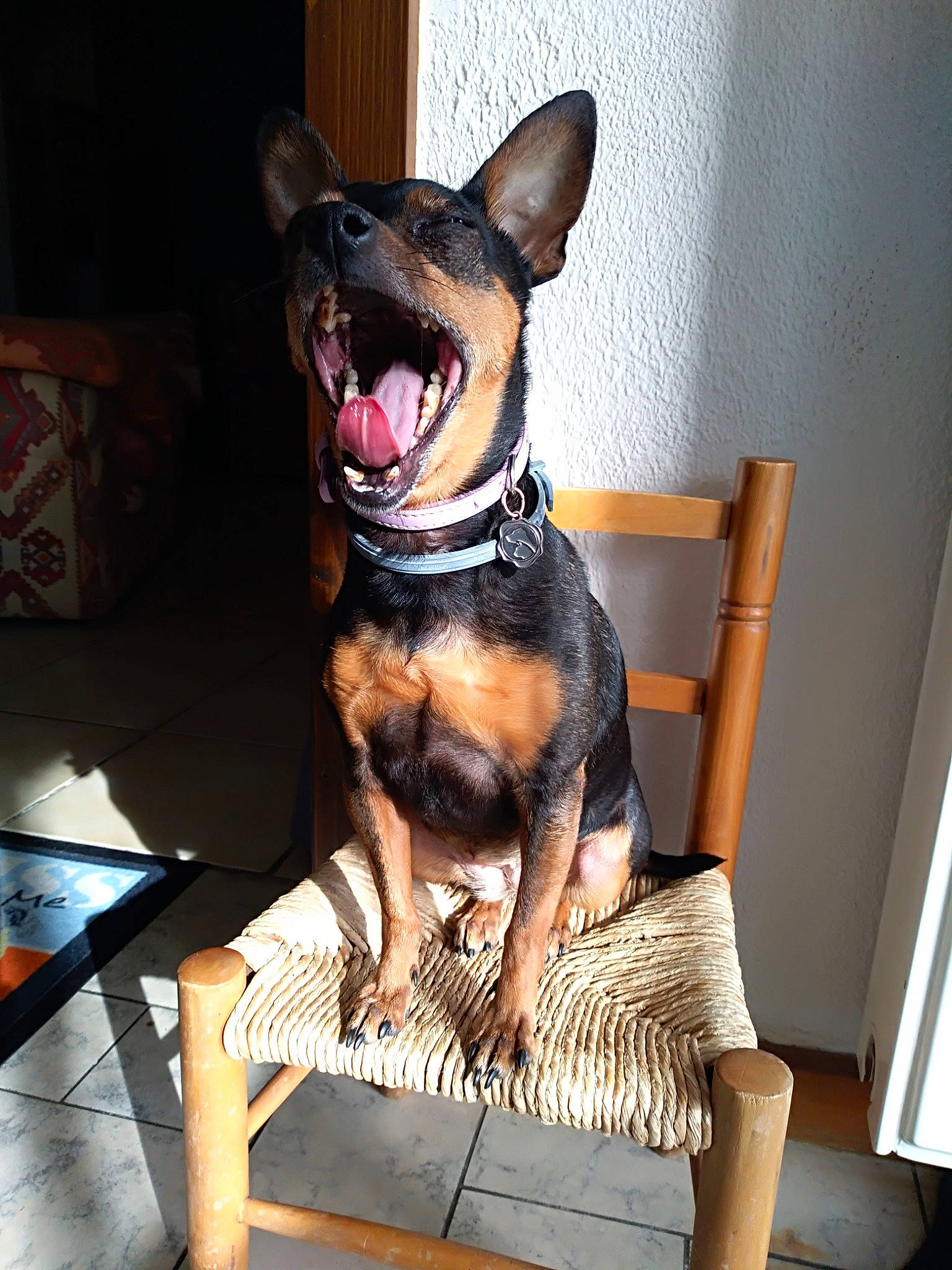 Hélia participe au concours pour gagner de l'argent avec cette photo : canidae, carnivore, collar, comfort, companion_dog, dog, dog_breed, dog_collar, dog_supply, ear, fawn, guard_dog, hound, pet_supply, prazsky_krysarik, sporting_group, toy_dog, whiskers, working_animal, working_dog