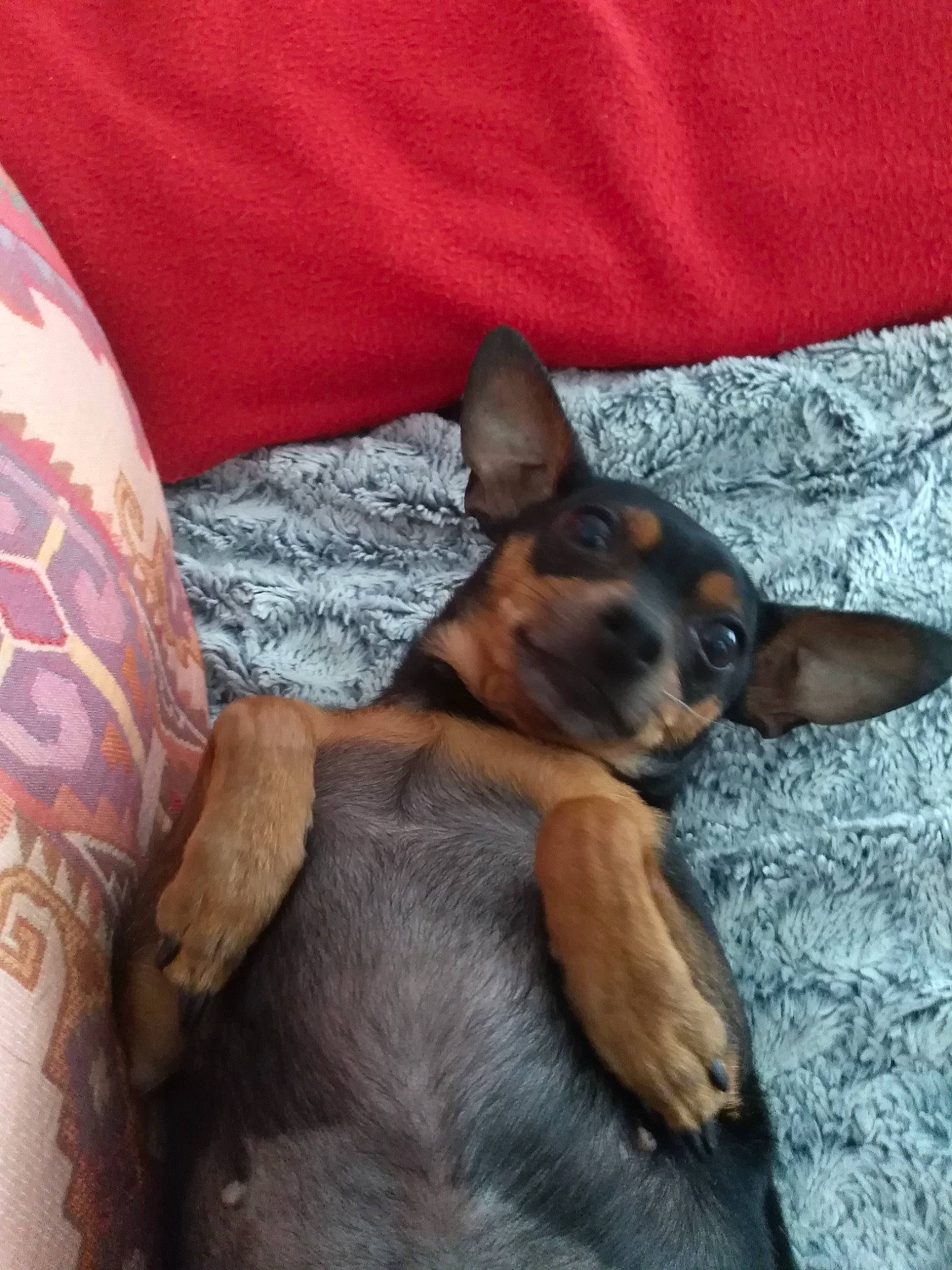 Hélia a rejoint le concours — aidez-le/la à gagner de superbes lots ! canidae, carnivore, comfort, companion_dog, dog, dog_breed, ear, fawn, fur, linens, nap, paw, prazsky_krysarik, snout, sporting_group, terrestrial_animal, toy_dog, whiskers, working_animal, working_dog