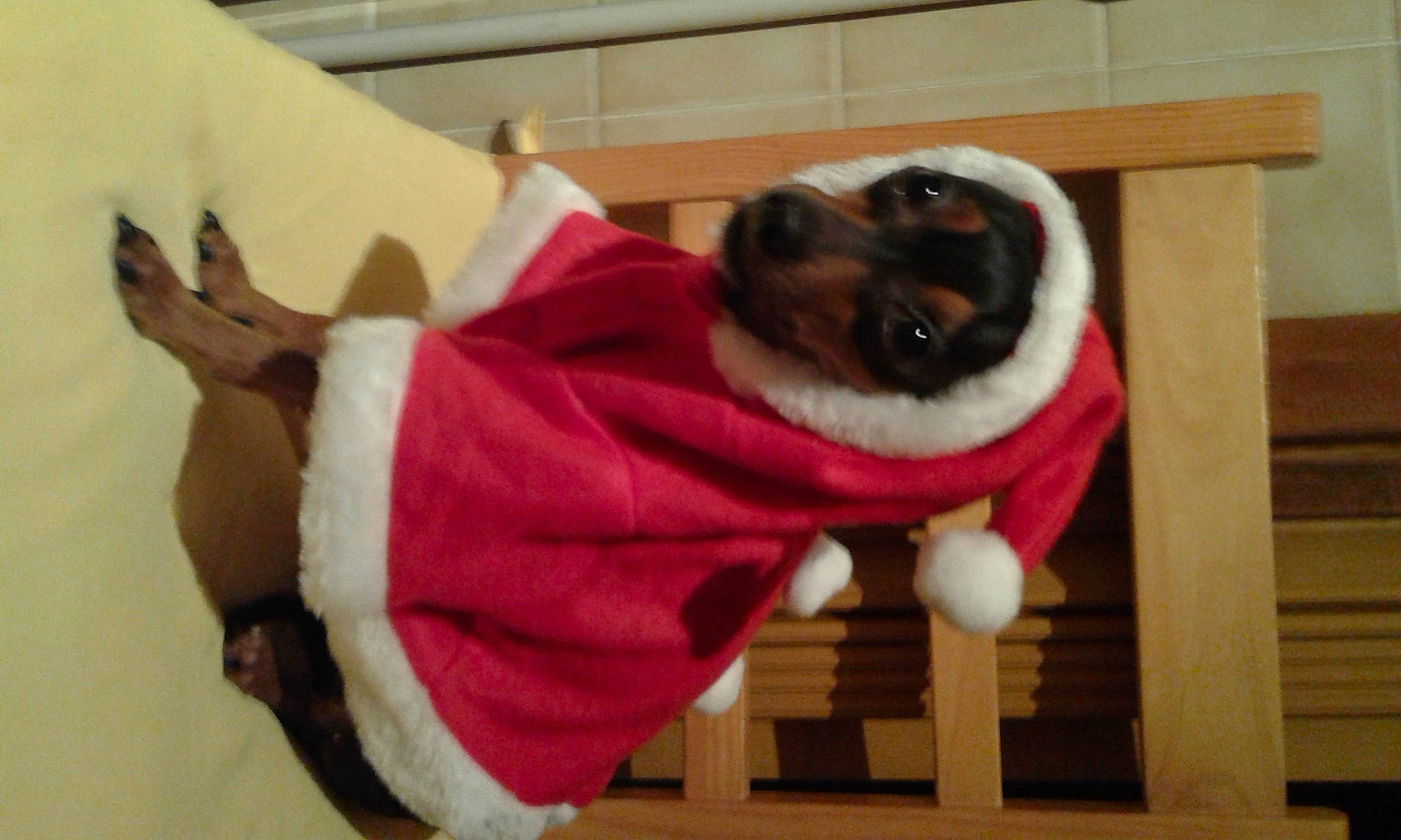 Hélia participe au concours pour gagner de l'argent avec cette photo : canidae, carnivore, collar, companion_dog, dog, dog_breed, dog_clothes, dog_collar, dog_supply, fawn, fur, linens, paw, pet_supply, sleeve, sporting_group, tail, toy_dog, wood, working_animal