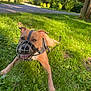 dog, muzzle, grass, park, sunlight, trees, nature, canine, outdoor, playful, animal, pet, greenery, path, summer, daylight, happy, leash, resting, ears
