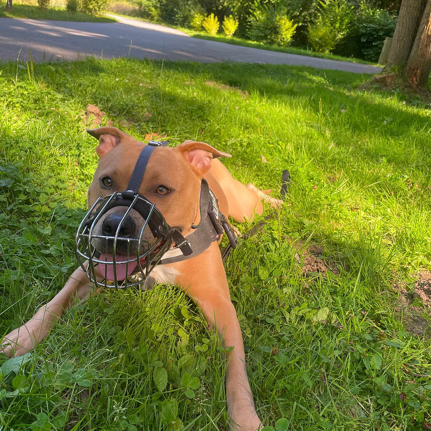 Athena a rejoint le concours — aidez-le/la à gagner de superbes lots ! animal, canine, daylight, dog, ears, grass, greenery, happy, leash, muzzle, nature, outdoor, park, path, pet, playful, resting, summer, sunlight, trees