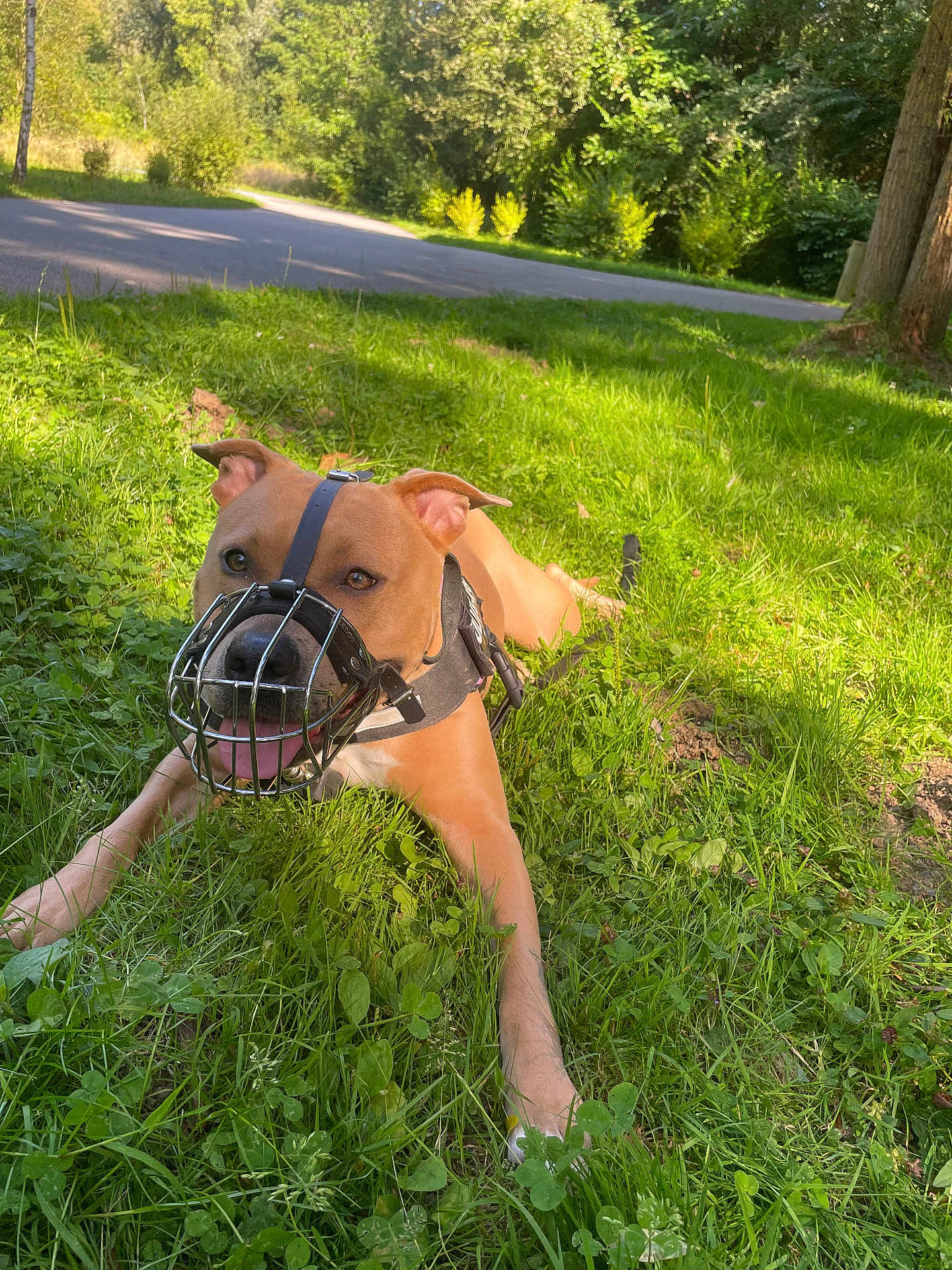 Athena a rejoint le concours — aidez-le/la à gagner de superbes lots ! dog, muzzle, grass, park, sunlight, trees, nature, canine, outdoor, playful, animal, pet, greenery, path, summer, daylight, happy, leash, resting, ears