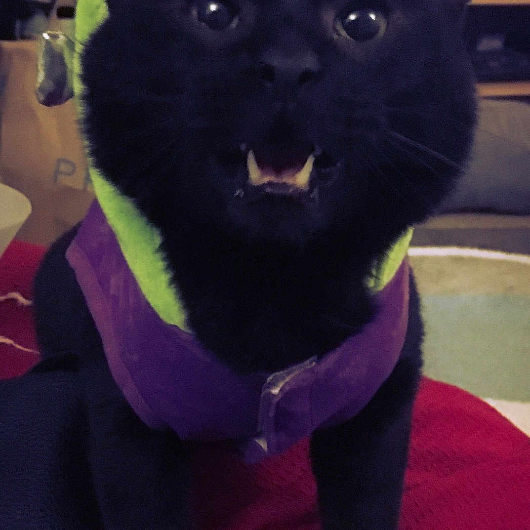 Panther