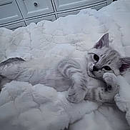 Elsa is registered to the contest to win money with this photo: animal, cat, cozy, cute, cute_pet, domestic_cat, ears, feline, fluffy, fur, indoor, kitten, lying_down, paw, pet, relaxed, resting, sleepy, soft_texture, white_blanket