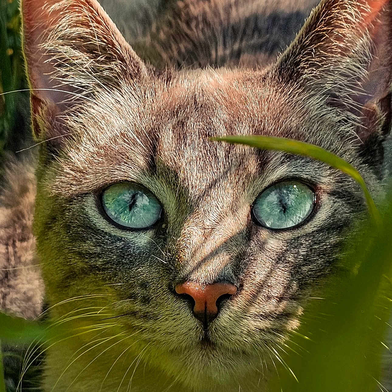 Violette participe au concours pour gagner de l'argent avec cette photo : abyssinian, angora, animal, brasssection, cat, egyptiancat, horn, kitten, manx, musicalinstrument, pet, siamese, snout