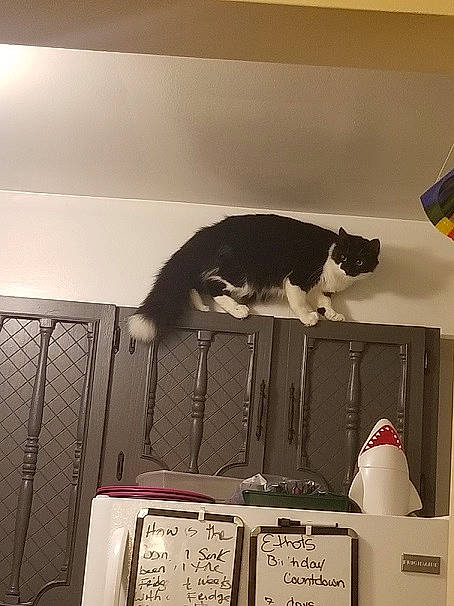 Whiskey joined the competition — help win amazing prizes! carnivore, cat, domestic_short_haired_cat, felidae, kitten, room, small_to_medium_sized_cats, tail, whiskers