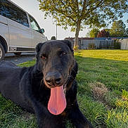 Poker a rejoint le concours — aidez-le/la à gagner de superbes lots ! alloywheel, animal, architecture, building, canine, car, carwheel, dog, grass, machine, outdoors, pet, plant, shelter, spoke, tire, transportation, tree, vehicle, wheel