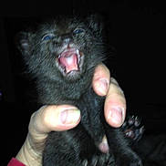 Chow is registered to the contest to win money with this photo: