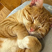 Randi is registered to the contest to win money with this photo: animal, blanket, cat, closed_eyes, cozy, curled_up, cute, domestic_cat, feline, fur, indoor, nose, orange_tabby, paw, pet, relaxed, resting, sleeping, whiskers, wooden_floor