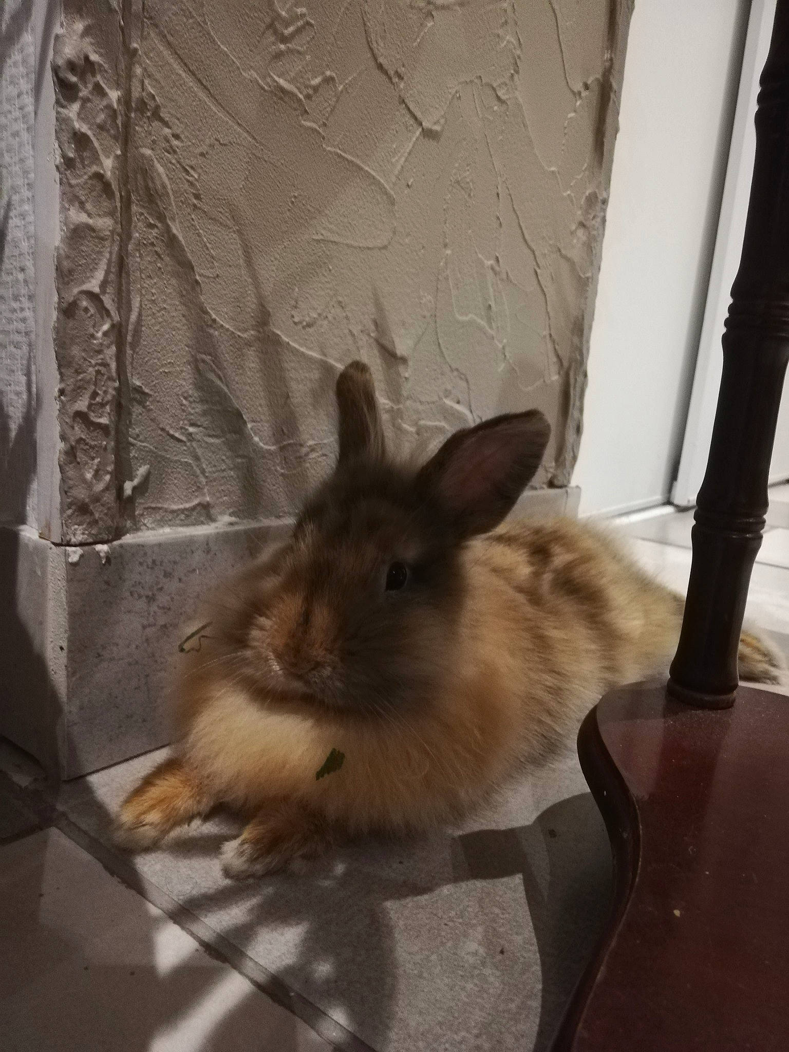 Gribouille a rejoint le concours — aidez-le/la à gagner de superbes lots ! angora_rabbit, domestic_rabbit, fawn, fur, hare, rabbit, rabbits_and_hares, whiskers, wildlife