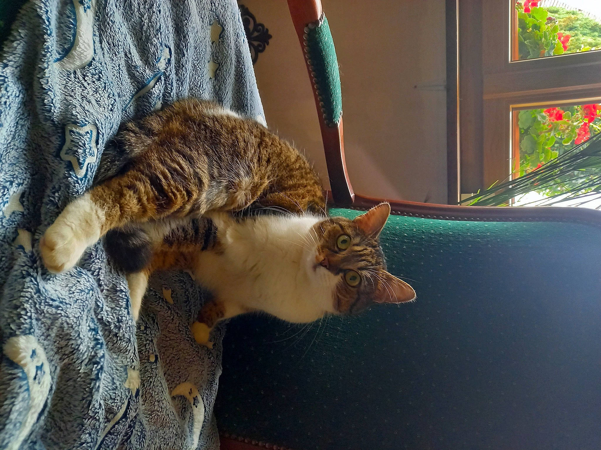 Rosélia participe au concours pour gagner de l'argent avec cette photo : carnivore, cat, claw, comfort, domestic_short_haired_cat, felidae, flower, fur, paw, plant, small_to_medium_sized_cats, tail, terrestrial_animal, textile, tints_and_shades, tree, whiskers, wildlife, window, wood