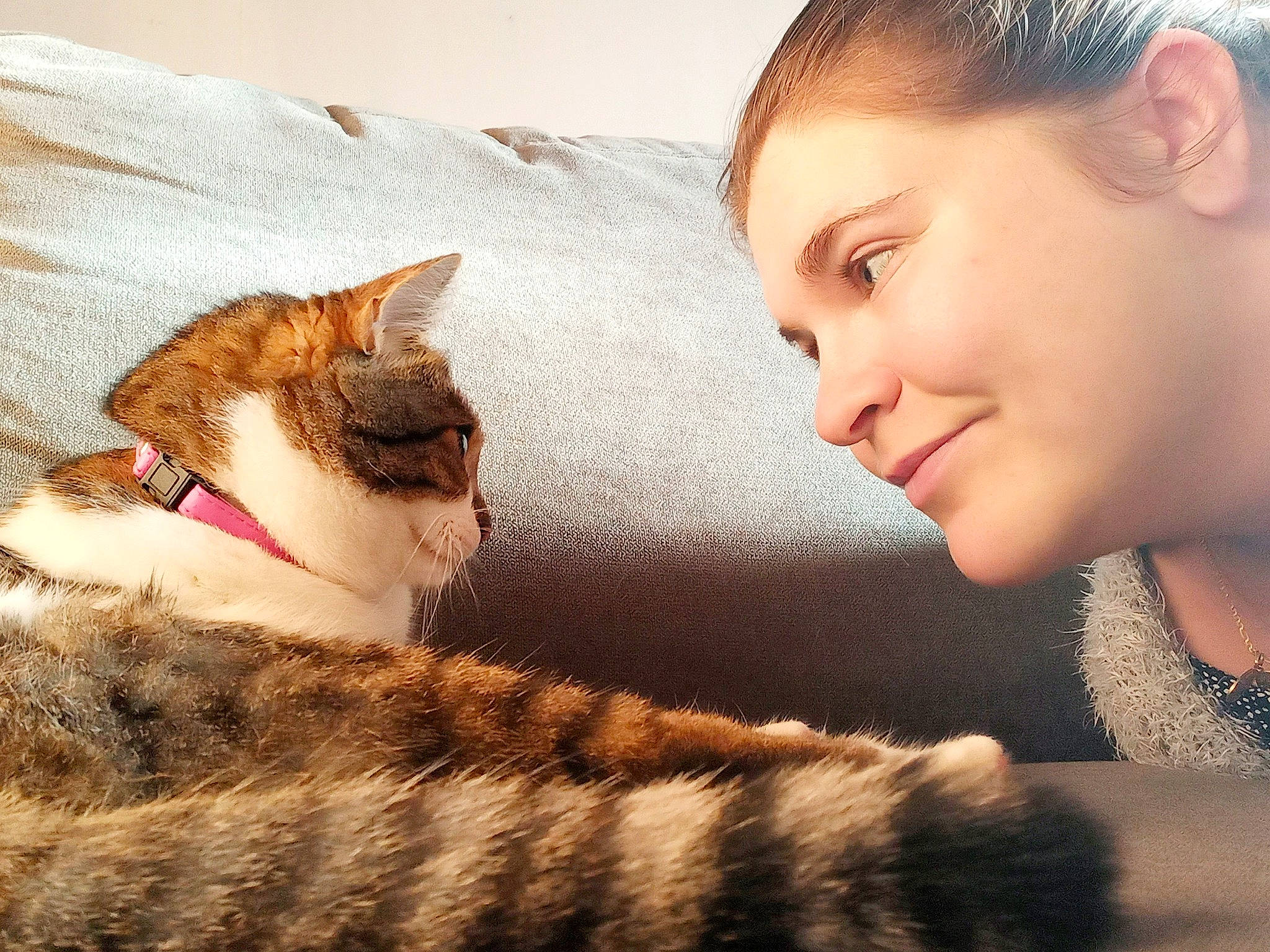 Rosélia a rejoint le concours — aidez-le/la à gagner de superbes lots ! art, carnivore, cat, comfort, cool, ear, eyelash, facial_expression, fawn, felidae, gesture, happy, jaw, mammal, morning, nose, organ, small_to_medium_sized_cats, snout, whiskers