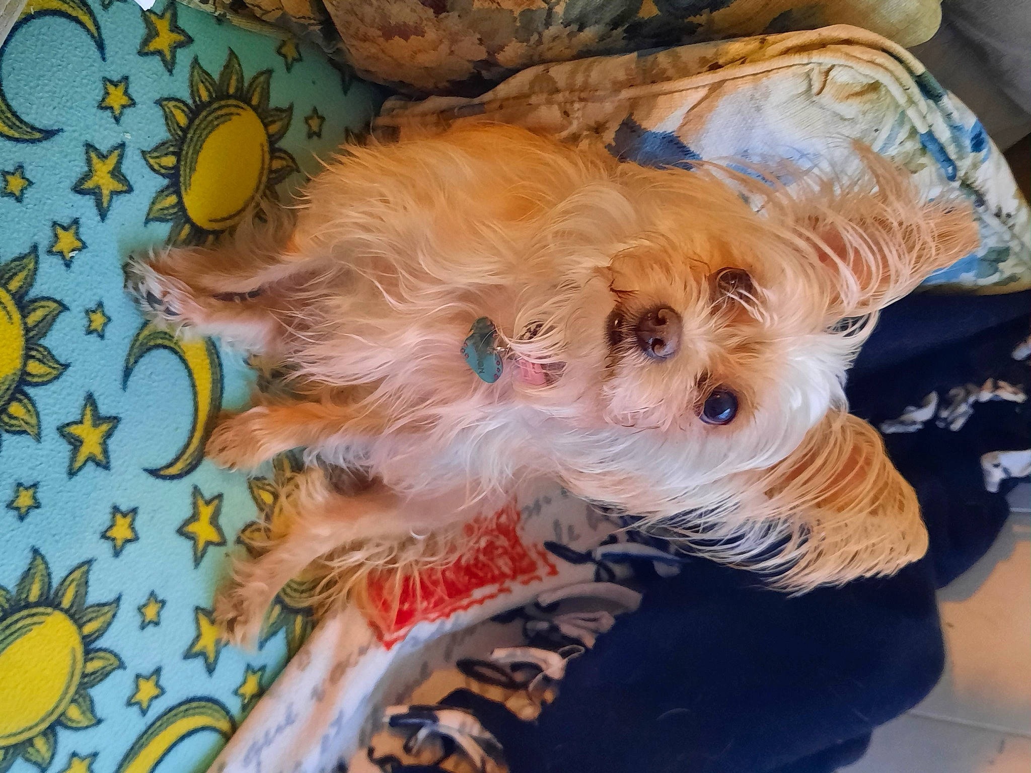 Cinnamon joined the competition — help win amazing prizes! art, biewer_terrier, canidae, carnivore, companion_dog, dog, dog_breed, dog_clothes, dog_supply, fawn, fur, pattern, pet_supply, small_terrier, sporting_group, terrier, toy_dog, working_animal, yorkipoo, yorkshire_terrier