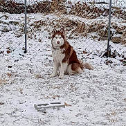 Nanuk joined the competition — help win amazing prizes! dog, husky, snow, outdoor, fence, winter, animal, pet, sitting, fur, cold, nature, grass, leaf, canine, daytime, quiet, frozen, landscape, alone