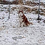 dog, husky, snow, outdoor, fence, winter, animal, pet, sitting, fur, cold, nature, grass, leaf, canine, daytime, quiet, frozen, landscape, alone