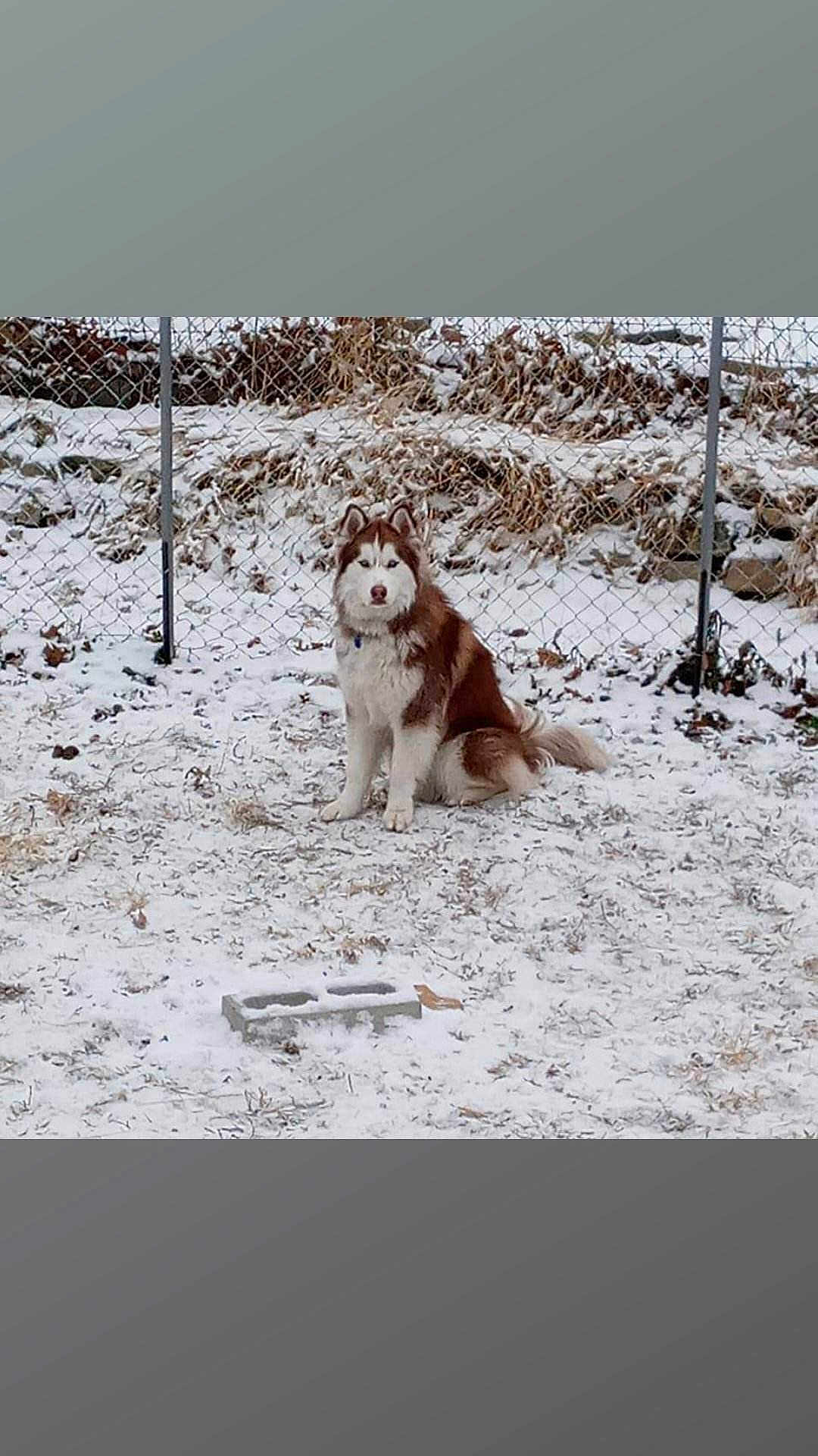 Nanuk joined the competition — help win amazing prizes! dog, husky, snow, outdoor, fence, winter, animal, pet, sitting, fur, cold, nature, grass, leaf, canine, daytime, quiet, frozen, landscape, alone